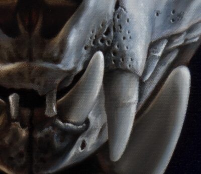 anatomy of cat skull canine teeth painting detail