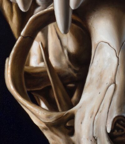 Detailed oil painting of cat skull eye socket and zygomatic bone, realistic shading of bone structures and visible canvas texture.