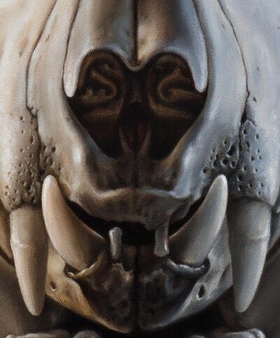 Detailed oil painting of cat skull nasal cavity and incisors, realistic shading of delicate bone structures on canvas.