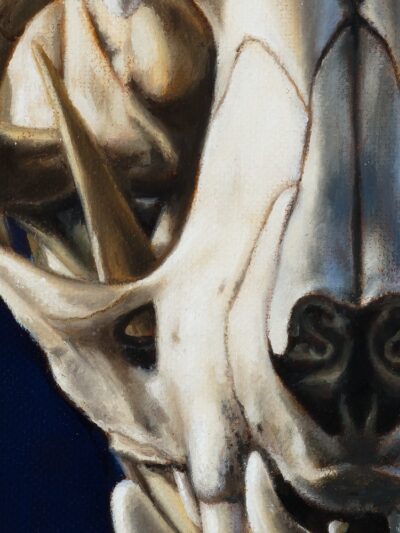 detail of oil sketch of eye sockets and cranium
