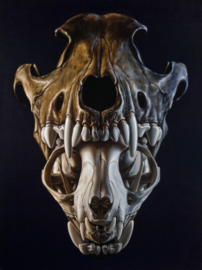 Detailed oil painting of dog and cat skull anatomy, front view, realistic bone texture on dark background.